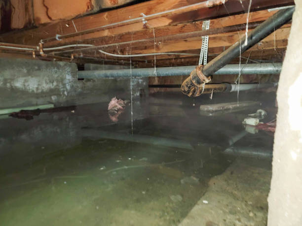 Best Water damage restoration near me  in Bellevue, WA