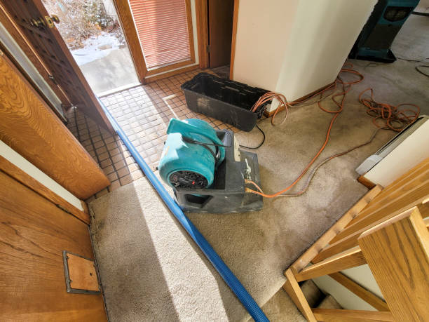 Best Local water damage restoration  in Bellevue, WA